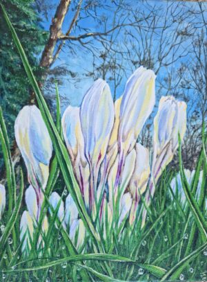 Crocus